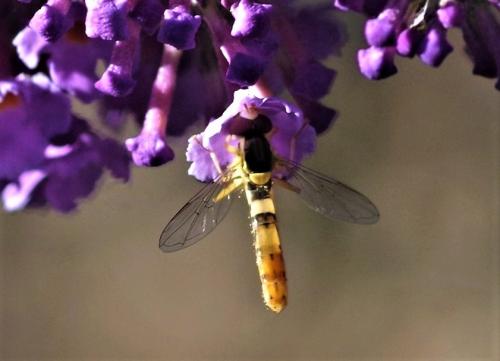 Réf. 211 835 : Sphaerophoria scripta